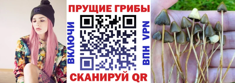 Галлюциногенные грибы прущие грибы  Пласт 